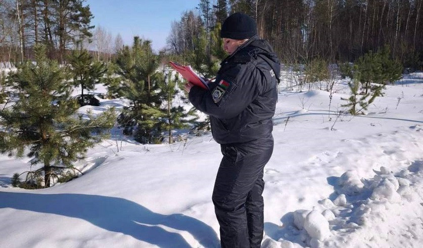 Охотник из Бобруйска пошел на кабана, но застрелил краснокнижную рысь. Возбуждено уголовное дело