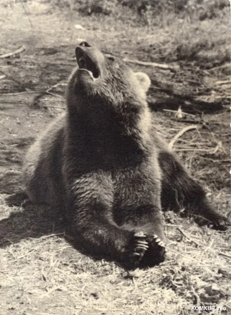 Камчатский медведь. Фото Анатолия Ходько, брата Николая Липунова.