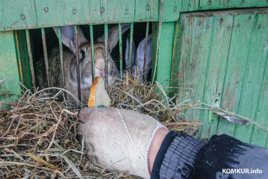 05.02.2026. Бобруйчанин Сергей Семенков держит свиней, кроликов и птиц на приусадебном участке.