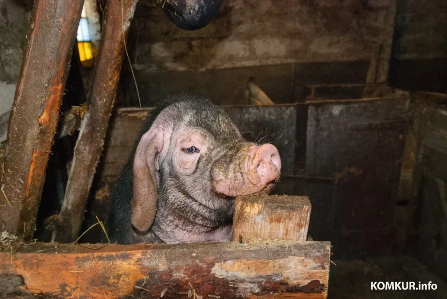 05.02.2026. Бобруйчанин Сергей Семенков держит свиней, кроликов и птиц на приусадебном участке.