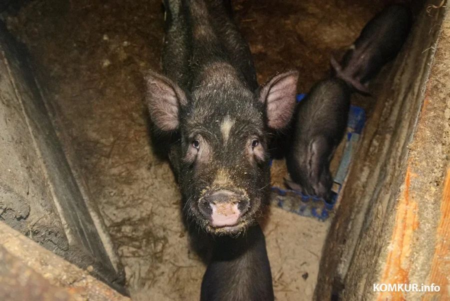 05.02.2026. Бобруйчанин Сергей Семенков держит свиней, кроликов и птиц на приусадебном участке.