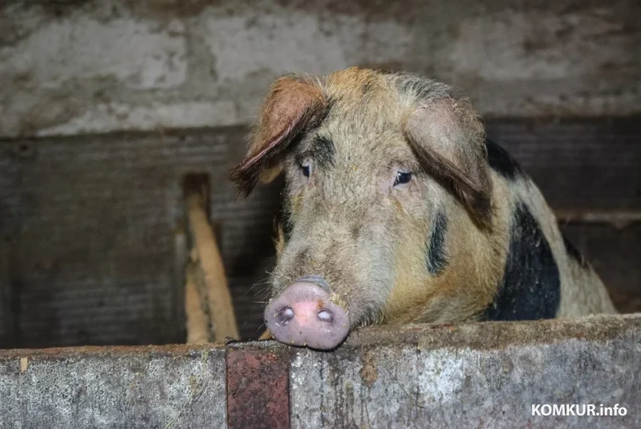 05.02.2026. Бобруйчанин Сергей Семенков держит свиней, кроликов и птиц на приусадебном участке.