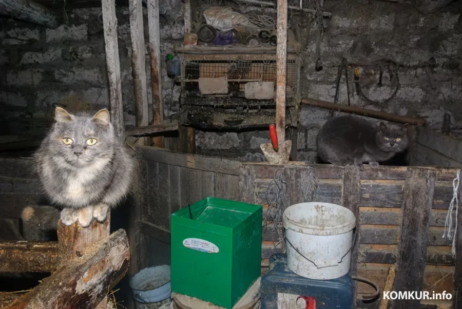 05.02.2026. Бобруйчанин Сергей Семенков держит свиней, кроликов и птиц на приусадебном участке.