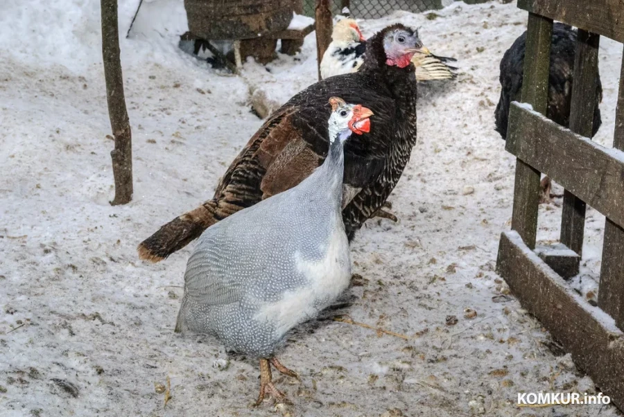 05.02.2026. Бобруйчанин Сергей Семенков держит свиней, кроликов и птиц на приусадебном участке.