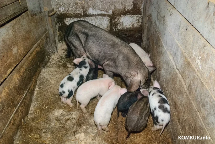 05.02.2026. Бобруйчанин Сергей Семенков держит свиней, кроликов и птиц на приусадебном участке.