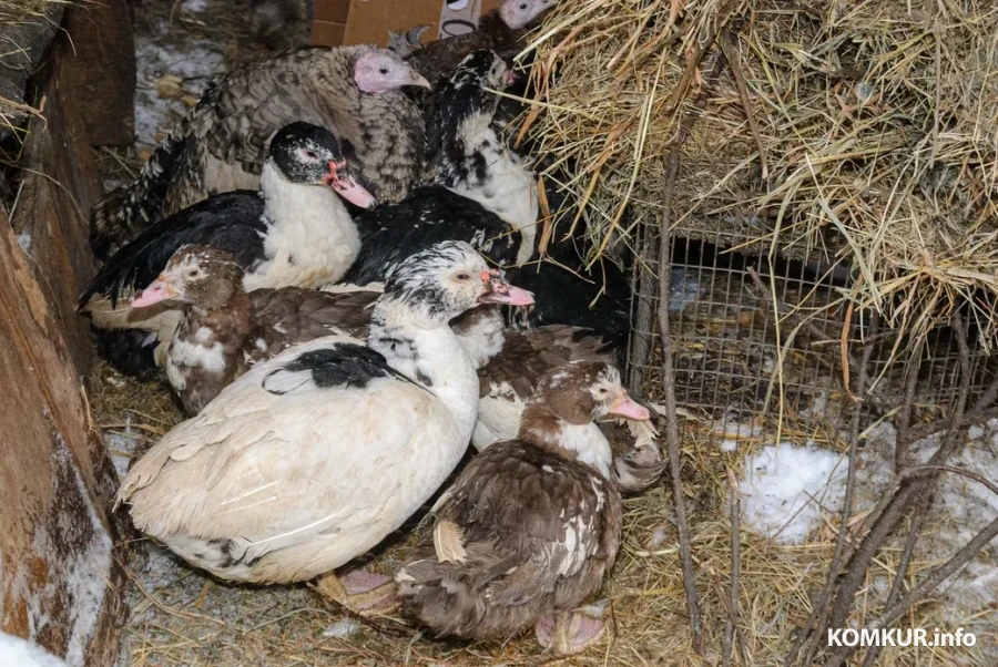 05.02.2026. Бобруйчанин Сергей Семенков держит свиней, кроликов и птиц на приусадебном участке.