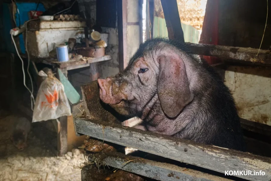 05.02.2026. Бобруйчанин Сергей Семенков держит свиней, кроликов и птиц на приусадебном участке.