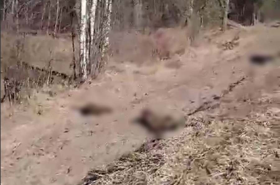 На трассе под Бобруйском обнаружены мертвые ягнята 