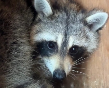 Енот Сеня, прибывший в Беларусь нелегально из США, оказался девочкой