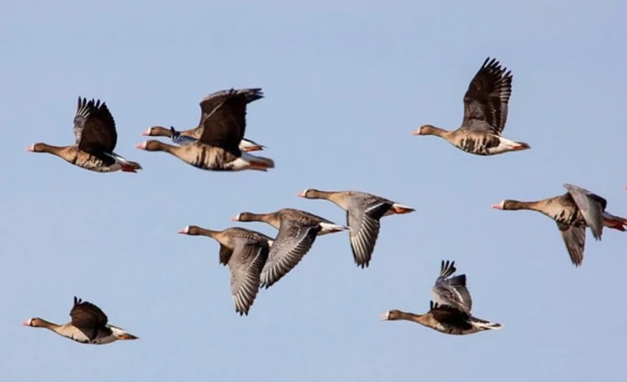 Весенний сезон охоты на водоплавающую дичь открывается в Беларуси