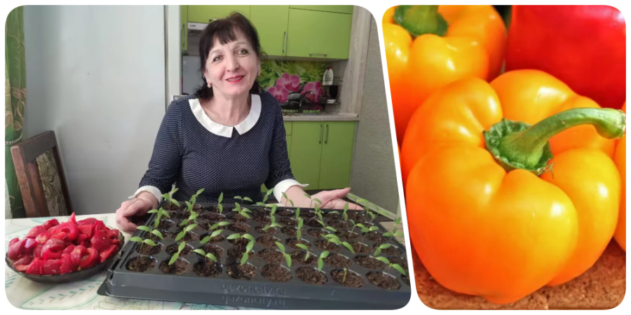 «Я просто обожаю гогошары». Опытная дачница из Бобруйска – о выращивании любимого перца. Плюс бонус – проверенные рецепты