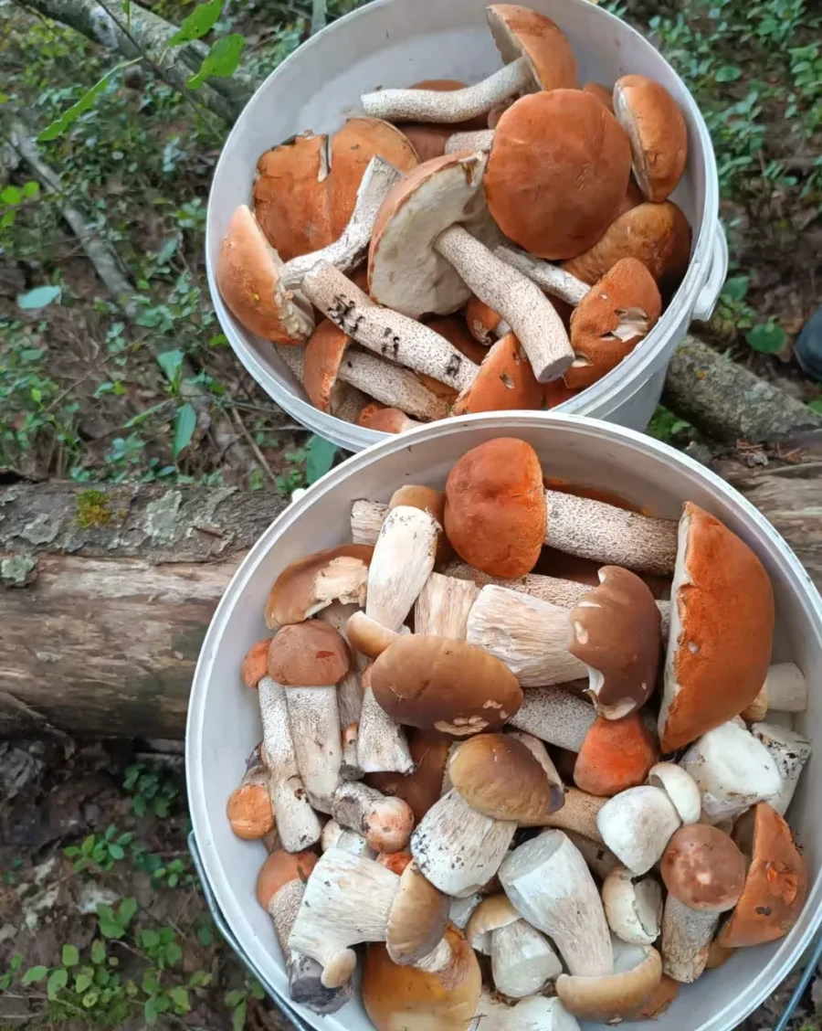 А грибочки собирает брат Натальи.