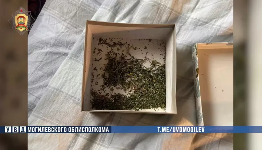 Могилевчанин заработал уголовное дело за «ботаническое хобби»