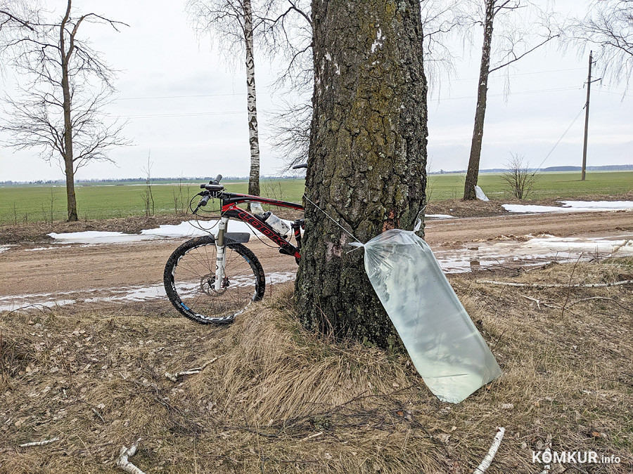 Новая цена и не только. В Бобруйском лесхозе рассказали об изменениях в заготовке березового сока
