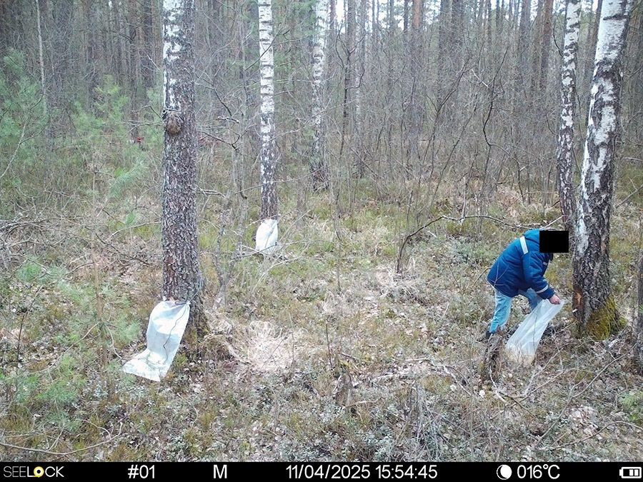 11.04.2025. Бобруйский район. Нарушитель сбора березового сока попал в объектив фотоловушки.