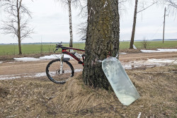 Новая цена и не только. В Бобруйском лесхозе рассказали об изменениях в заготовке березового сока