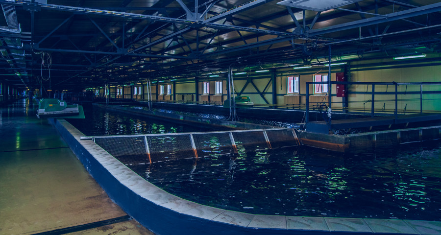 Рыбный холдинг создадут в Могилевской области