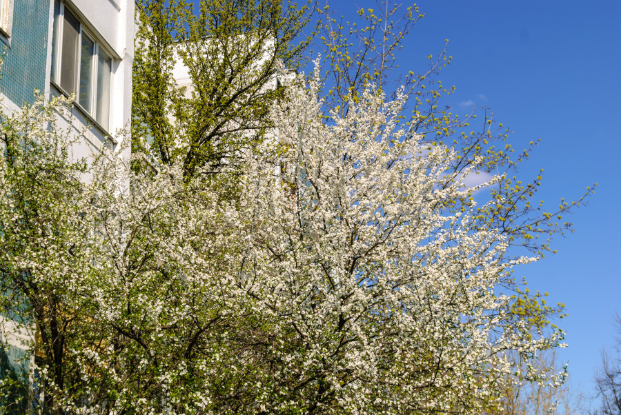 Преимущественно без осадков: о погоде в Могилевской области 21 апреля