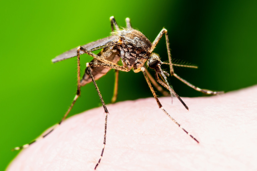 Исландия утратила статус единственной страны без комаров из-за глобального потепления