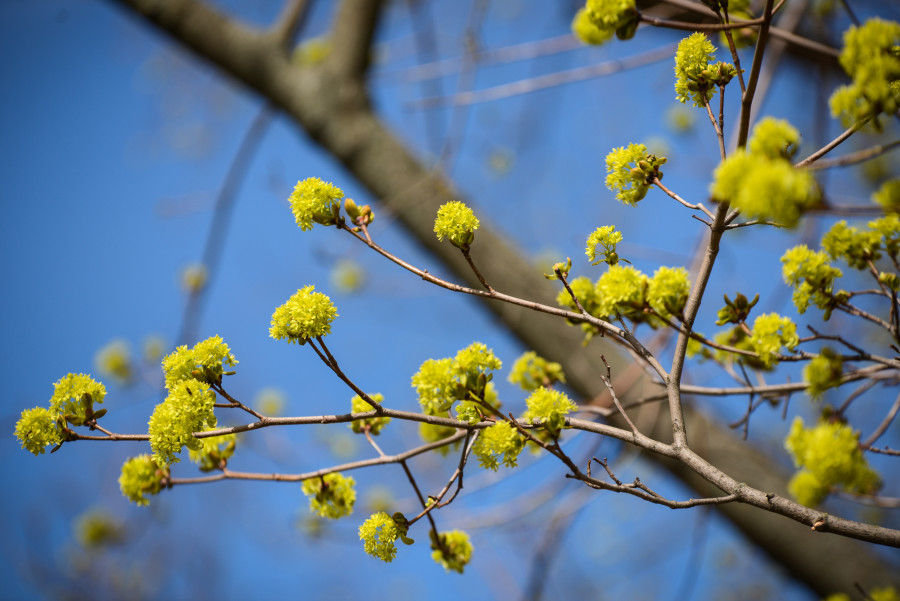 Кратковременные дожди, переменная облачность: о погоде в Могилевской области 18 апреля