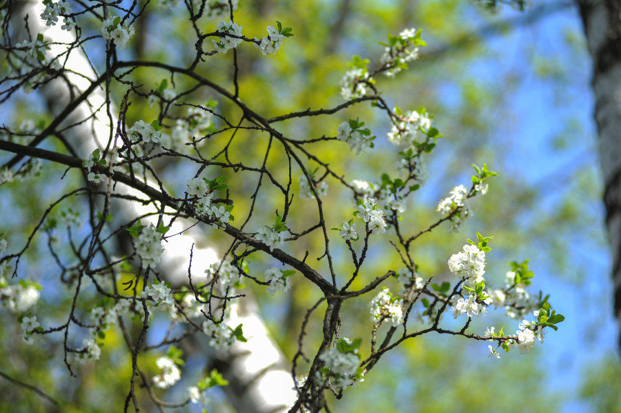 Ночью заморозки до -3°С: о погоде в Могилевской области 24 апреля