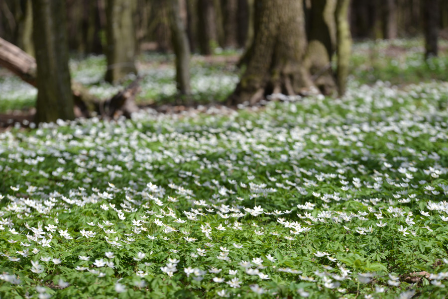 Преимущественно без осадков: о погоде в Могилевской области 20 апреля