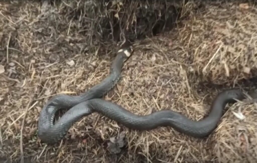 Змей в Беларуси становится больше и скоро может «приползти» новый вид