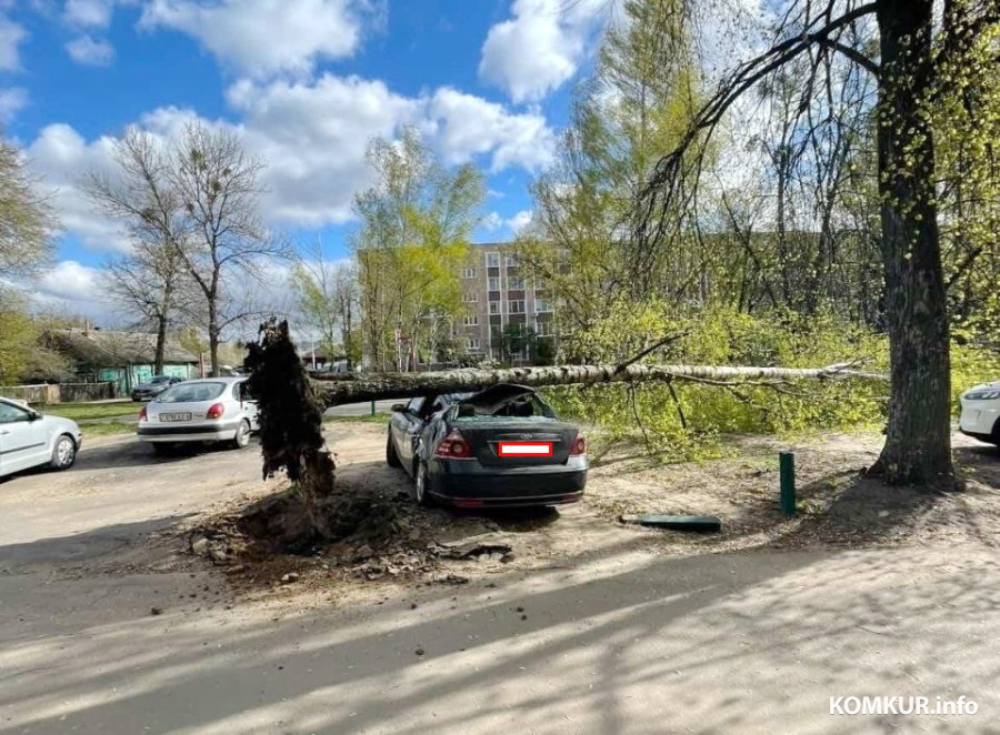 23.04.2026. Бобруйск. Сильный ветер повалил дерево на автомобиль.