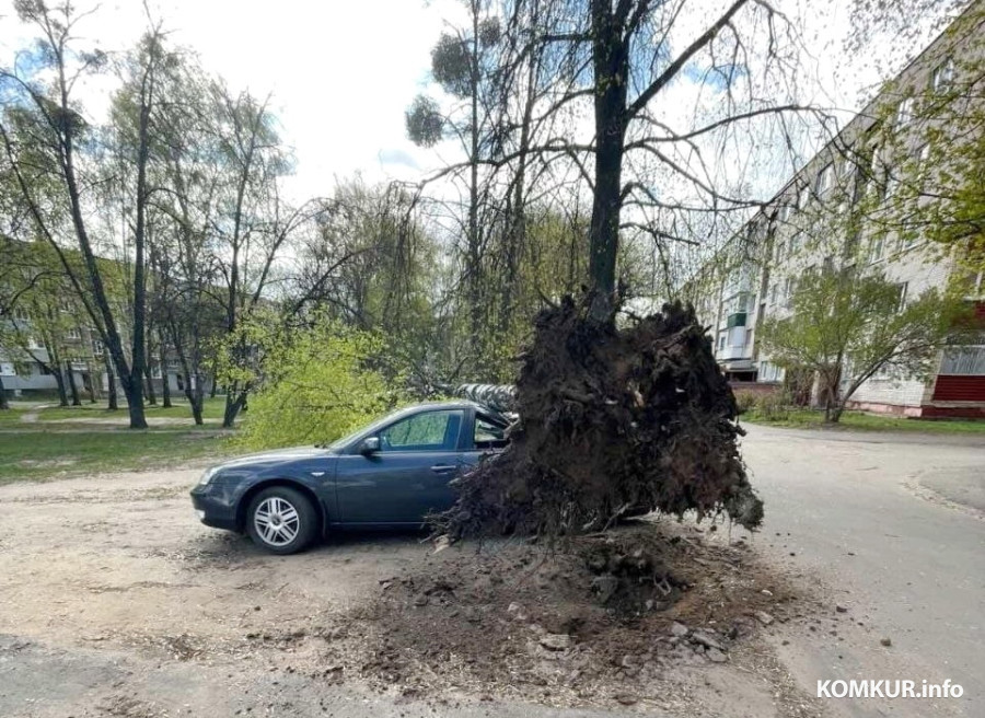 В Бобруйске сильный ветер «уронил» дерево на иномарку. Что еще натворил шквал?