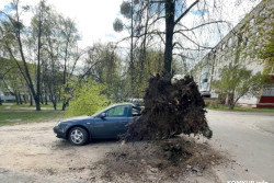 В Бобруйске шквал «уронил» дерево на иномарку, за городом – устроил пыльную бурю. Что еще натворила непогода? (видео)