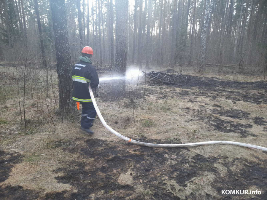 В лесах Бобруйщины случилось 7 возгораний. Введен полный запрет на доступ в лес