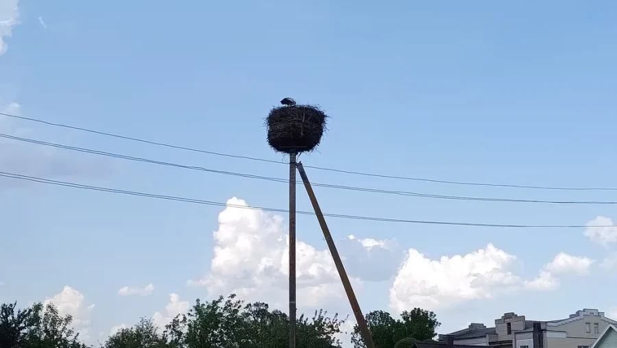 21.05.2026 г. Глуск. Гнездо аистов возле городской бани.