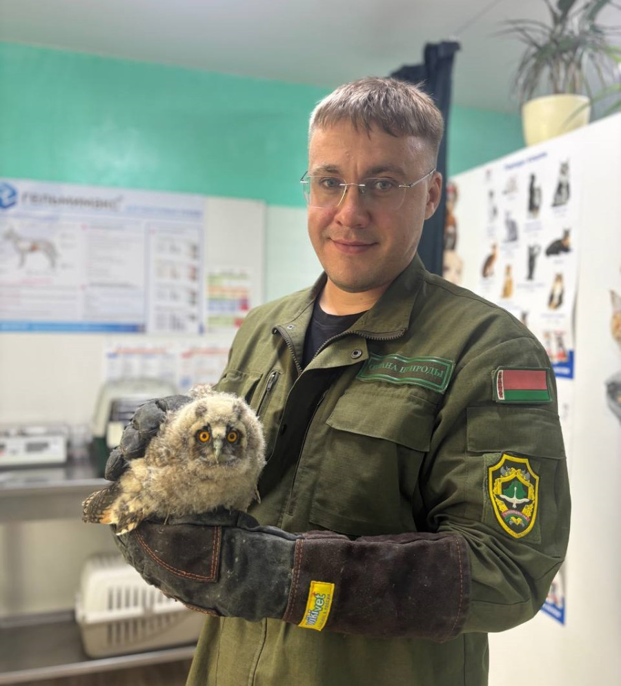Совенок был изъят из опасной среды и передан в ветеринарное учреждение для оказания помощи. Фото: Бобруйская инспекция природных ресурсов и охраны.