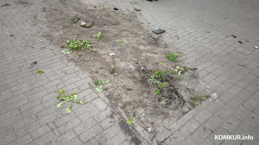 17.05.2026. Бобруйск. Улица Минская, последствия аварии BMW и VW Polo. Дерево от удара вырвало с корнем.