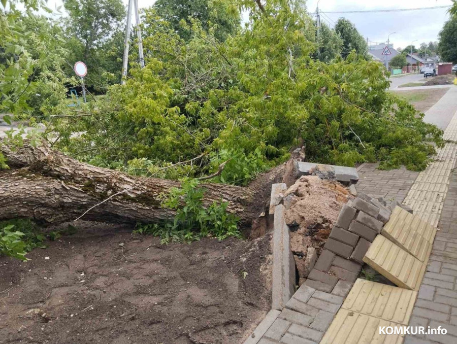 В Бобруйске бушует шквал. Соцсети заполнены фото упавших деревьев