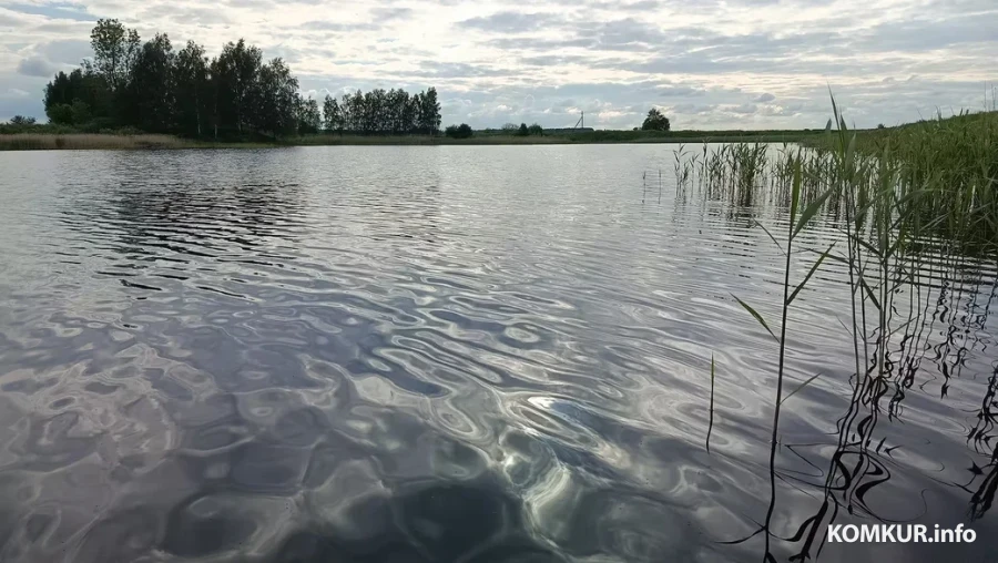 Бассейн для бобров, мини‑водопад и лебединая семья. Летний вечер на реке Докольке в Глусском районе