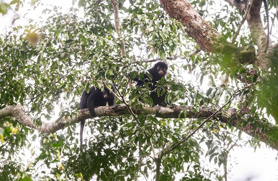 Обнаруженный в ДР Конго новый вид обезьян Colobus congoensis. Фото: Hart et al. / PLOS.