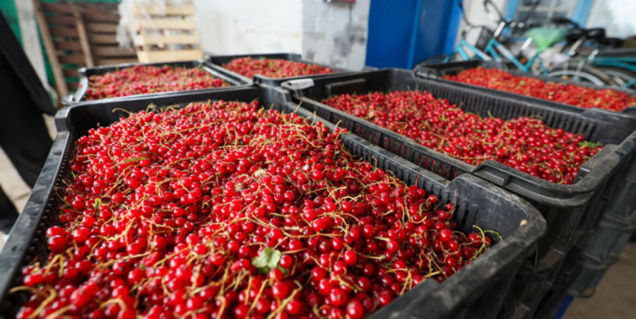 Белкоопсоюз закупил у населения излишки сельхозпродукции на 80 млн. рублей