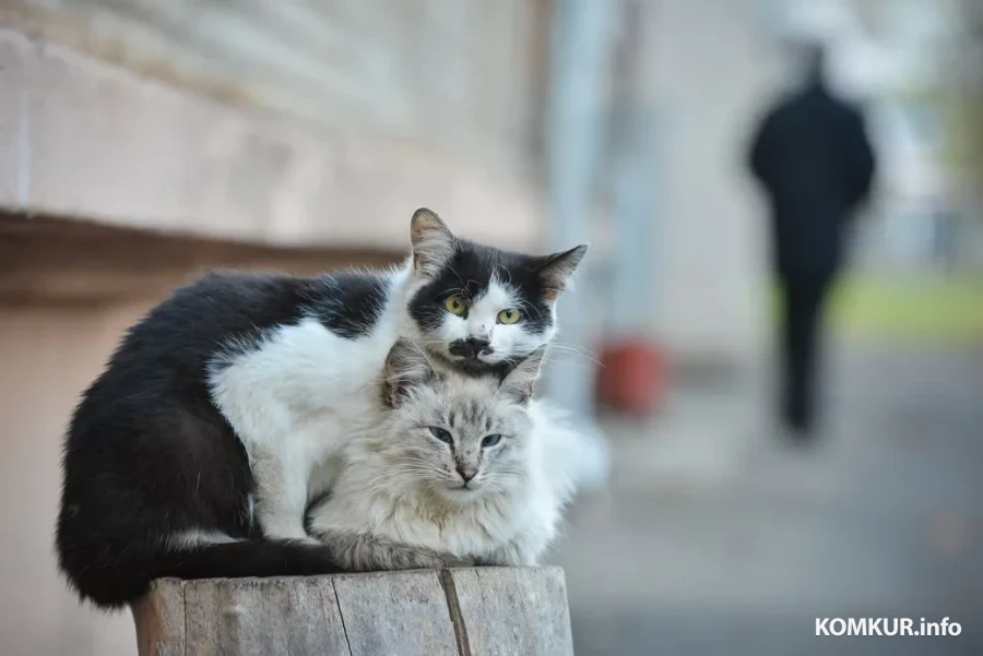 Черно-белые коты на улице Бобруйска.