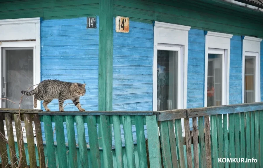 Котики нашего города. Атмосферная подборка фотографий, сделанных на улицах Бобруйска