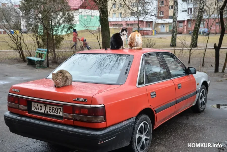 Бобруйск. Коты удобно устроились на автомобиле. Еще одно доказательство, что пушистики очень неравнодушны к машинкам. А может, к их владельцам?..