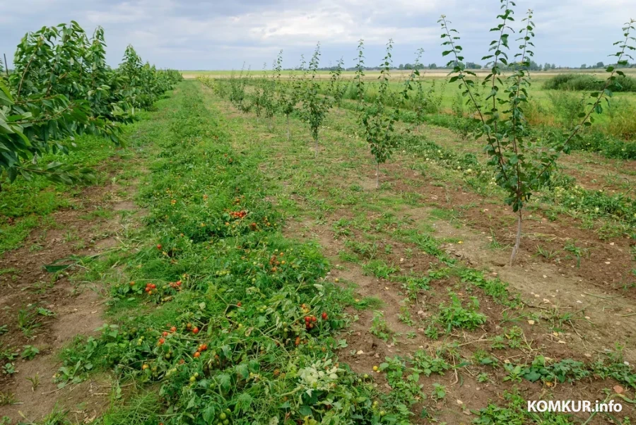 20.08.2026. Кировский район, Жиличи. В гостях у Сергея Лапенка.