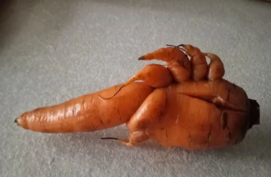 Морковный монстрик Оксаны Гринюк.