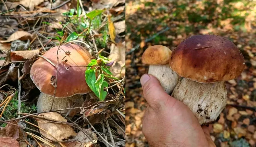 Боровики Бобруйщины.