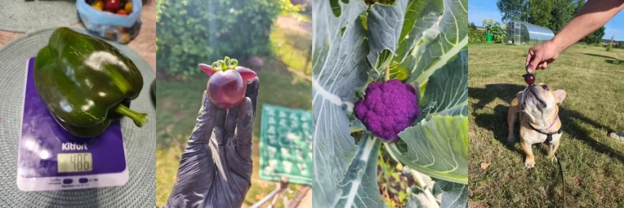 Чудо-овощи и помощник Татьяны Михалкиной.