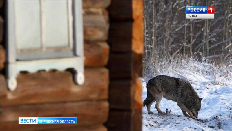 В регионах России фиксируют массовое нашествие голодных волков 