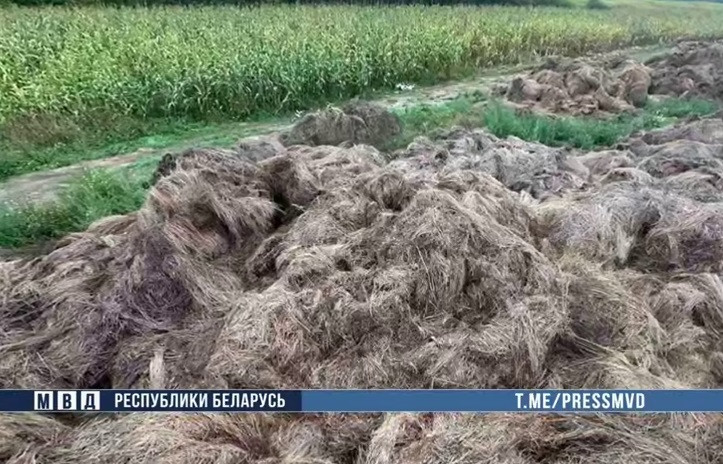 В Гомельской области вскрыта афера на полмиллиона