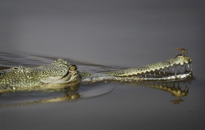 Индия может начать использовать змей и крокодилов для защиты границы