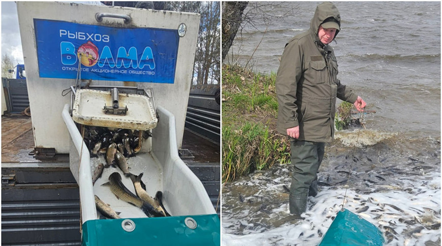 Около 9 тонн рыбы «заселили» в Чигиринское водохранилище