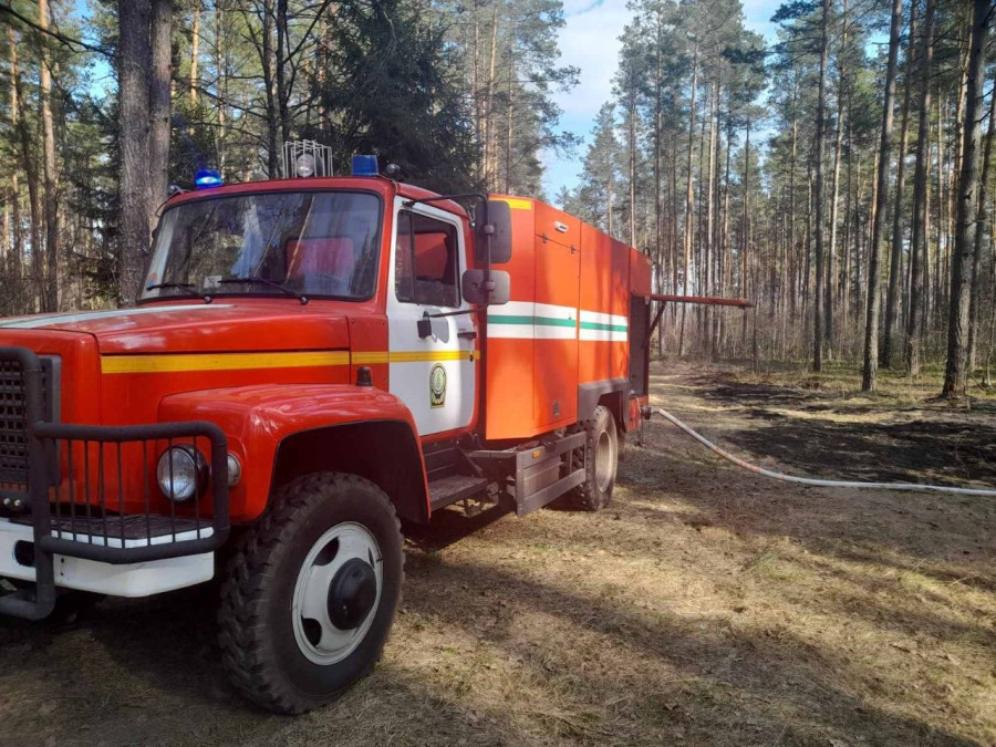 Фото: Бобруйский лесхоз